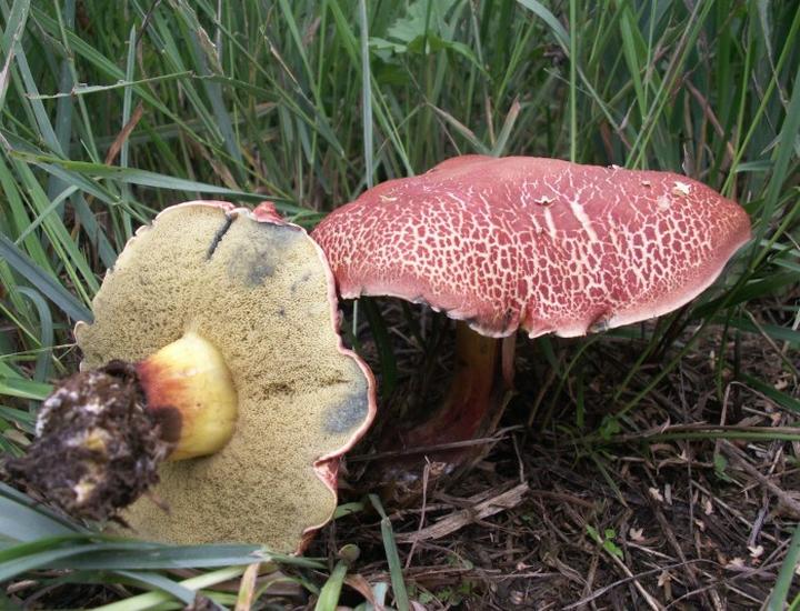 Warunki atmosferyczne grzyby