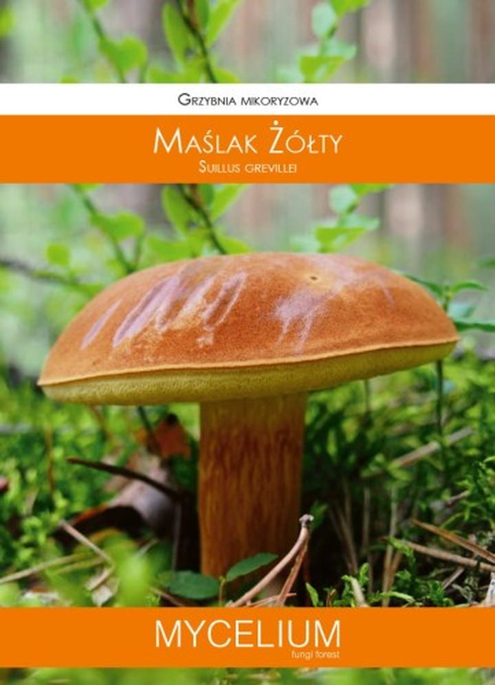 Właściwości maslaka żółtego