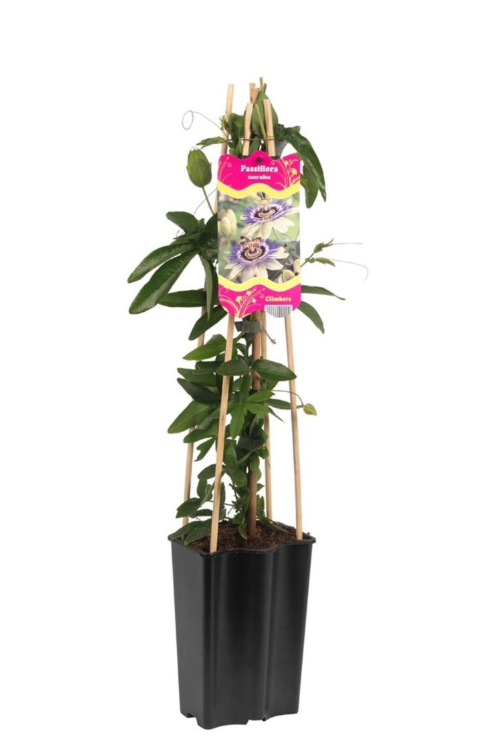 Właściwości passiflory