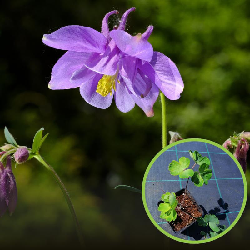 Zachowania orlika pospolitego