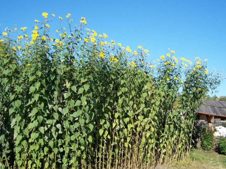 Zrównoważony rozwój