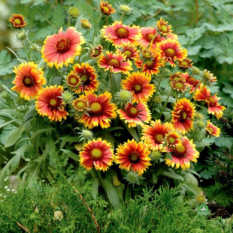 Gailardia – kolorowa ozdoba Twojego ogrodu, która przyciąga owady