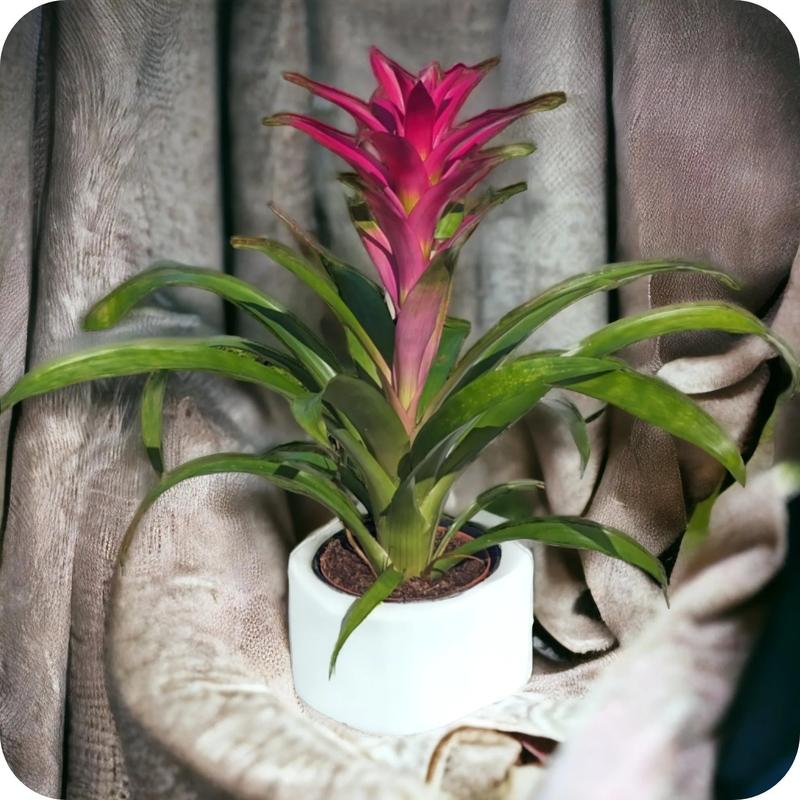 Guzmania – egzotyczna roślina, która ożywi twój dom