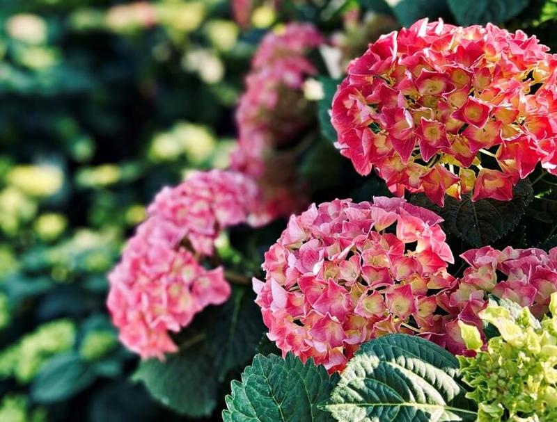 Jak skutecznie ciec hortensje ogrodowe na wiosnę, by zachwycały kwiatami?