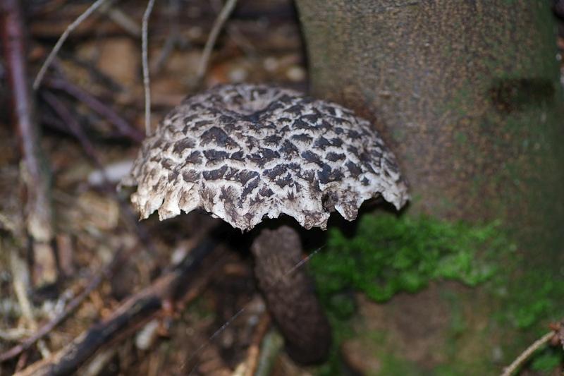 Odkryj fascynujący świat szyszkowca luskowatego: sekretne życie niepozornej rośliny