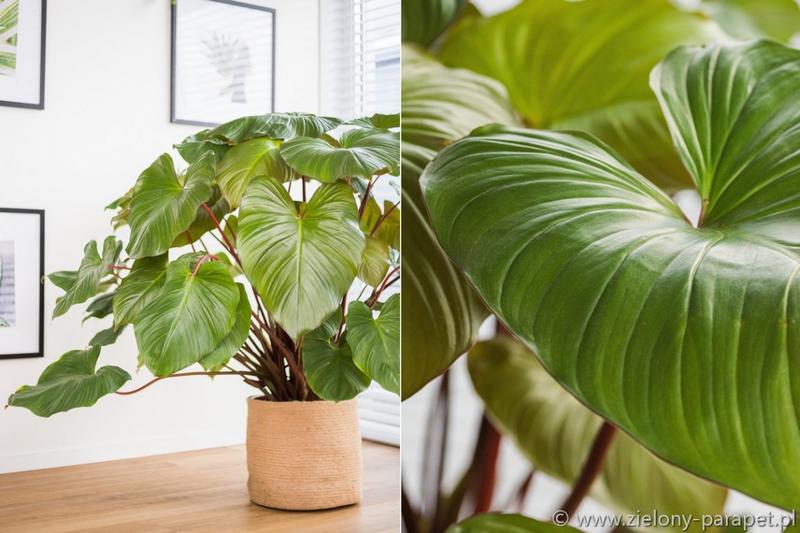 Odkryj piękno homalomeny – rośliny, która odmieni Twój wnętrze