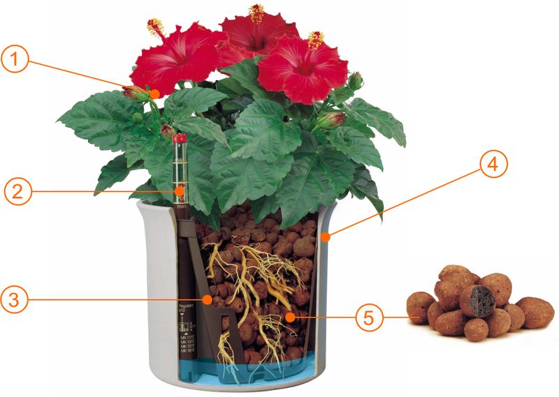 Odkryj świat roślin bez ziemi: Zielona rewolucja w twoim domu