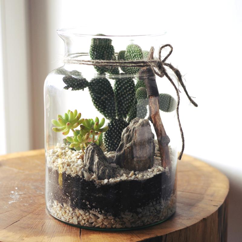 Aranżacje sukulentów w słoiku