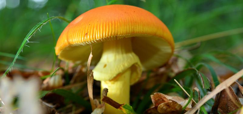 Bezpieczeństwo grzybobrania