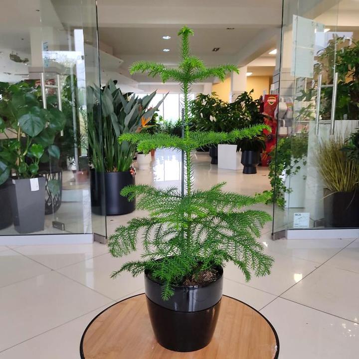 Biologiczne cechy araukarii