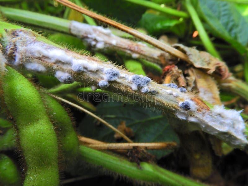 Biologiczne i chemiczne zwalczanie grzybów