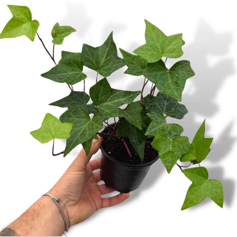 Bluszcz kanaryjski w ogrodzie