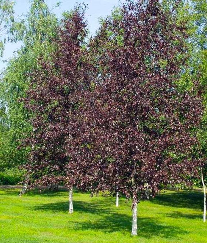 Brzoza w tradycji i kulturze