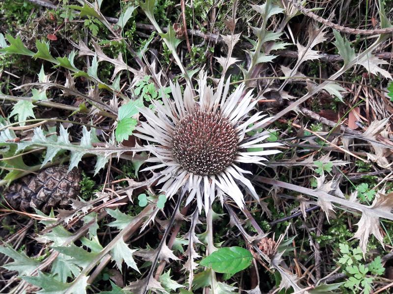 Dziewięćsil w medycynie tradycyjnej