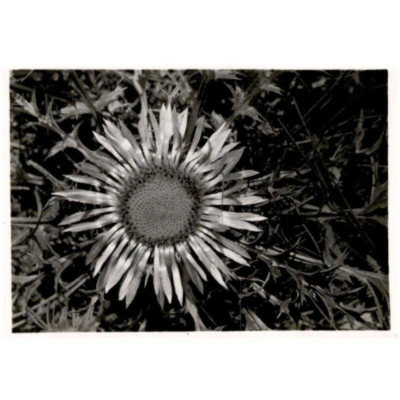 Dziewięćsil właściwości lecznicze