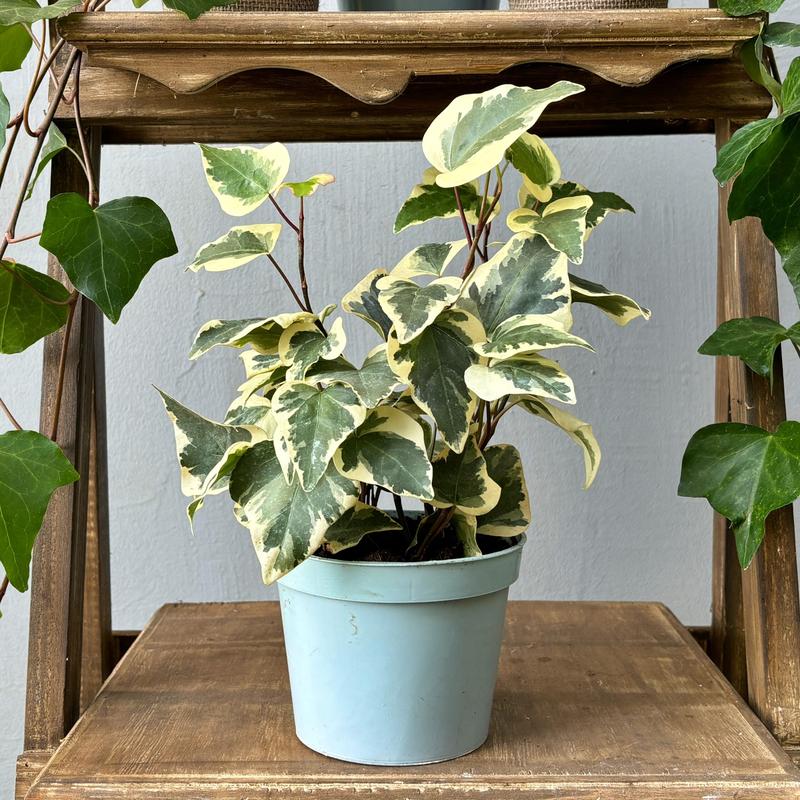 Ekologiczne korzyści bluszczu