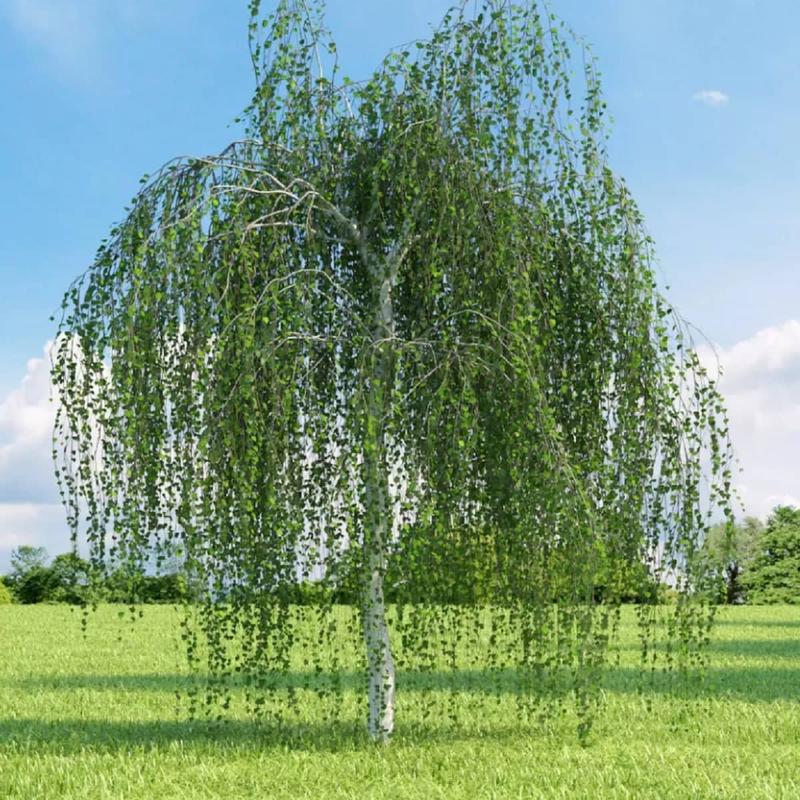 Ekologiczne znaczenie brzozy