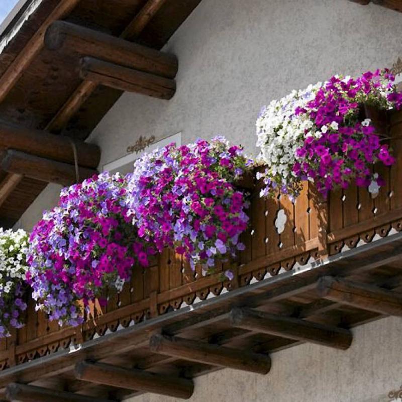 Ekosystem roślinny na balkonie