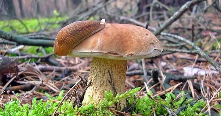 Ekosystemy i rola kozlarza pomarańczowozłotego