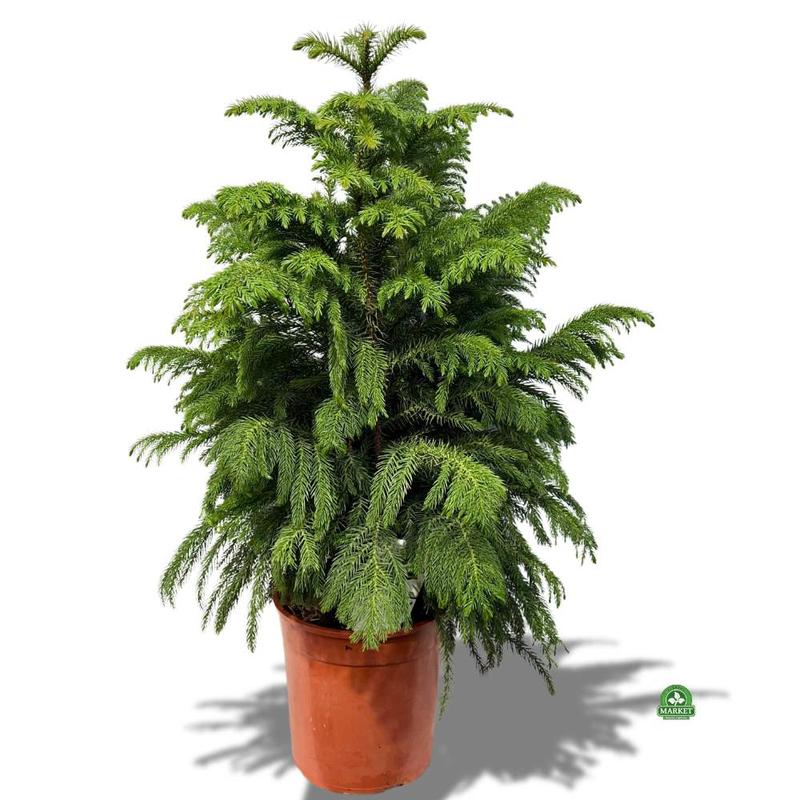 Ekosystemy związane z araukarią