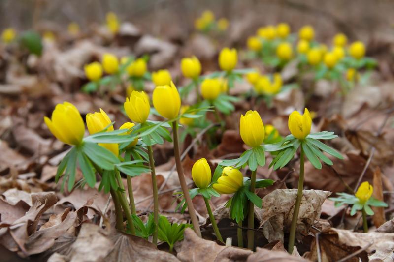 Inspiracje przyrodą w sztuce i literaturze