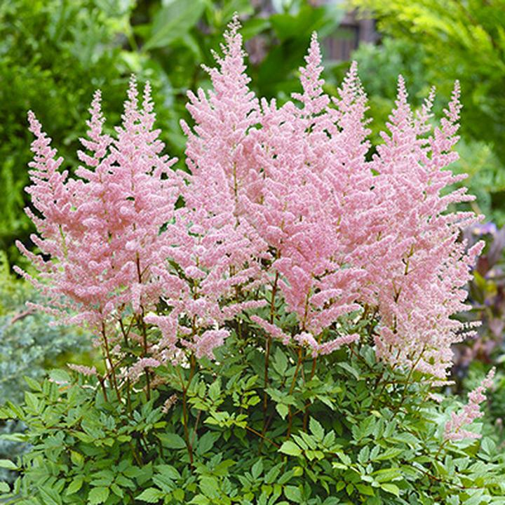 Kompozycje kolorów w ogrodzie