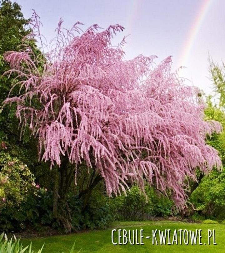 Korzyści ekologiczne tamaryszka