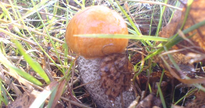 Kozlarz pomarańczowozłoty siedliska i występowanie