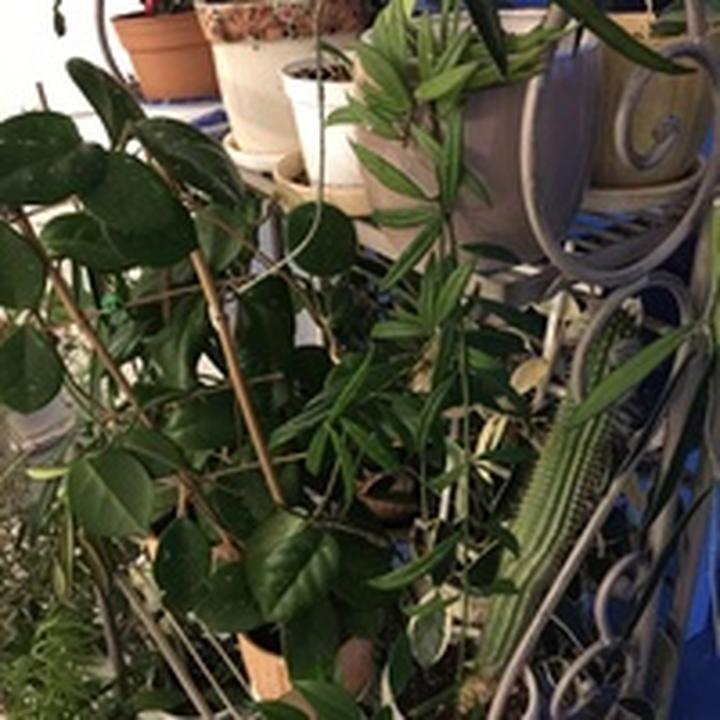 Las w słoiku z sukulentów