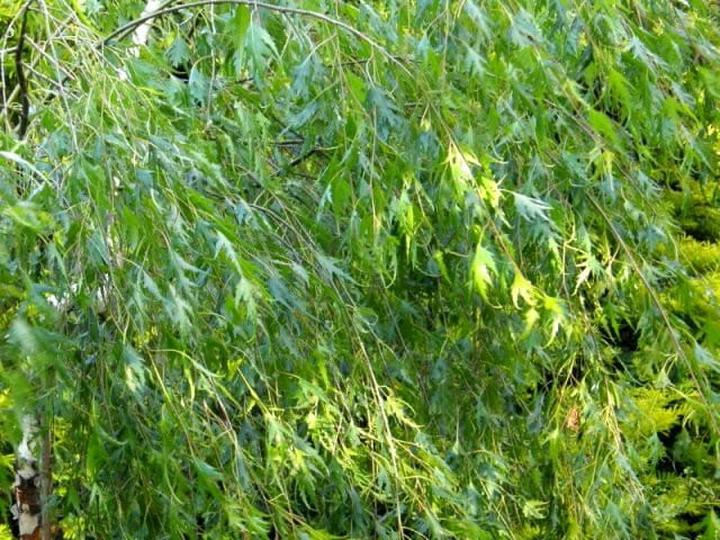 Lecznicze właściwości brzozy