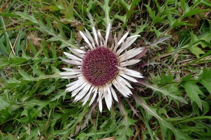 Legendy i mitologia o dziewięćsil