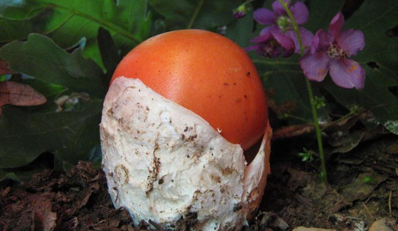 Muchomor cesarski – toksyczność i zdrowie