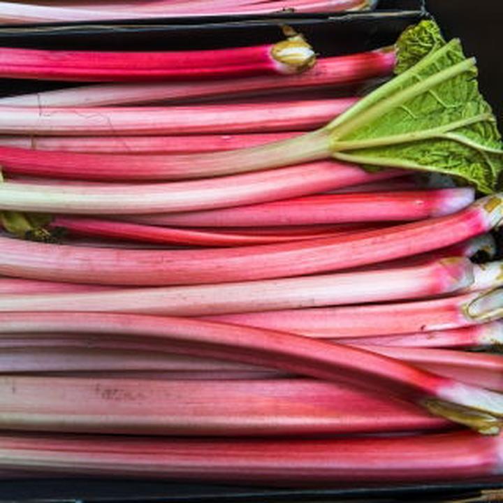 Najlepsze metody konserwacji rabarbaru