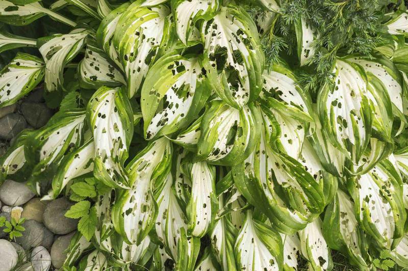 Naturalne metody ochrony roślin