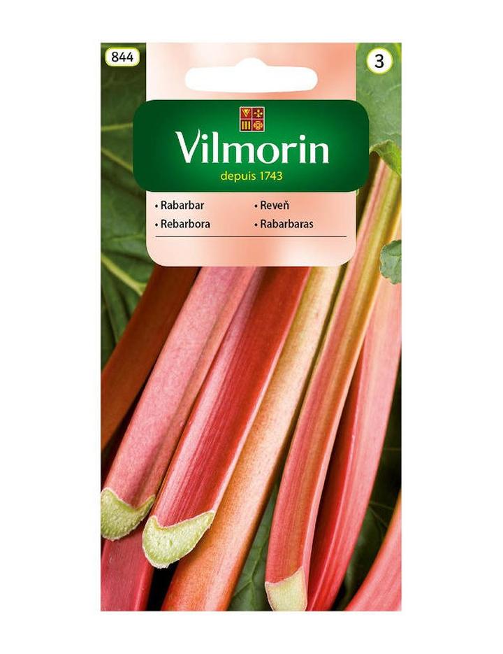 Naturalne zabezpieczanie rabarbaru przed mrozem