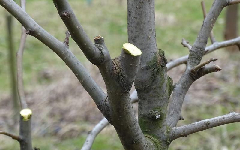 Nawadnianie i zapobieganie usychaniu drzew