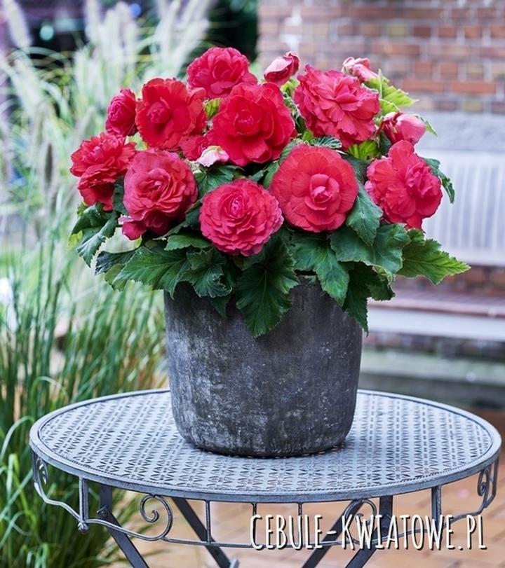 Nawożenie begonii zimą