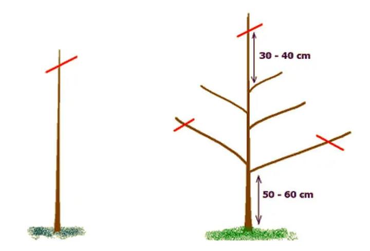 Nawożenie i przycinanie drzew