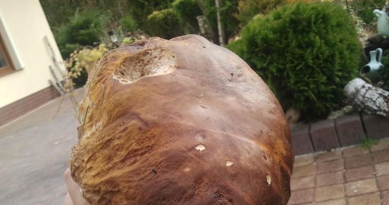 Ochrona i edukacja o kozlarzu pomarańczowozłotym