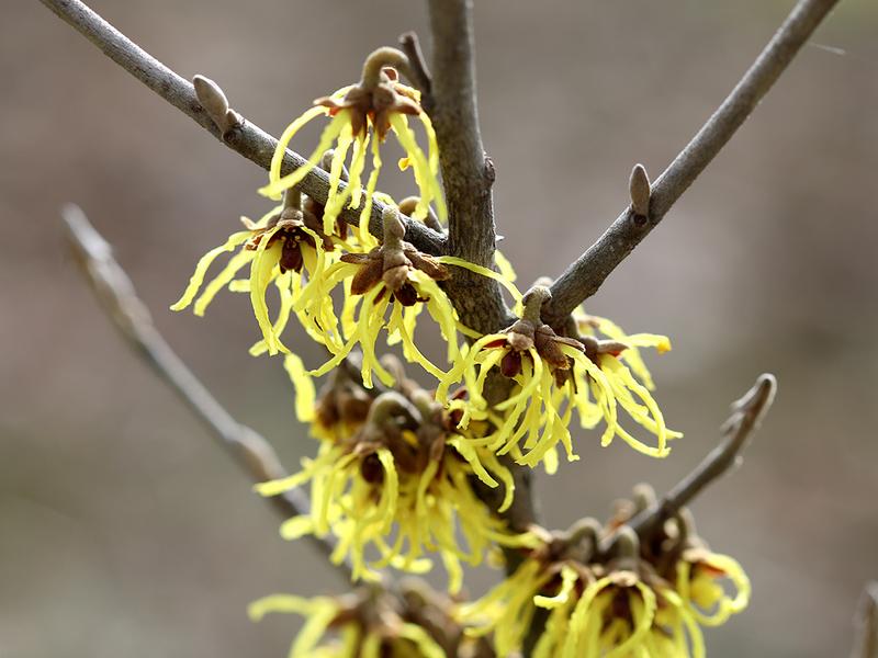 Oczar wirginijski w ogrodzie