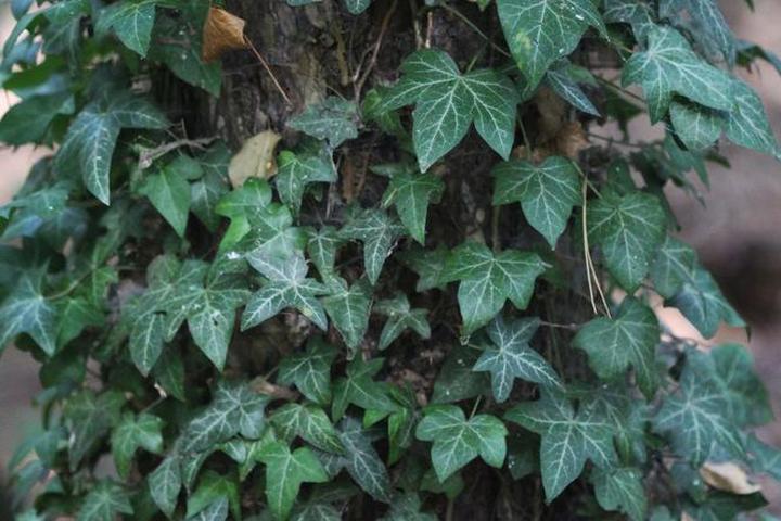 Odmiany bluszczu kanaryjskiego