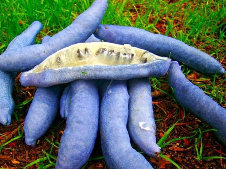 Palecznik chiński pielęgnacja