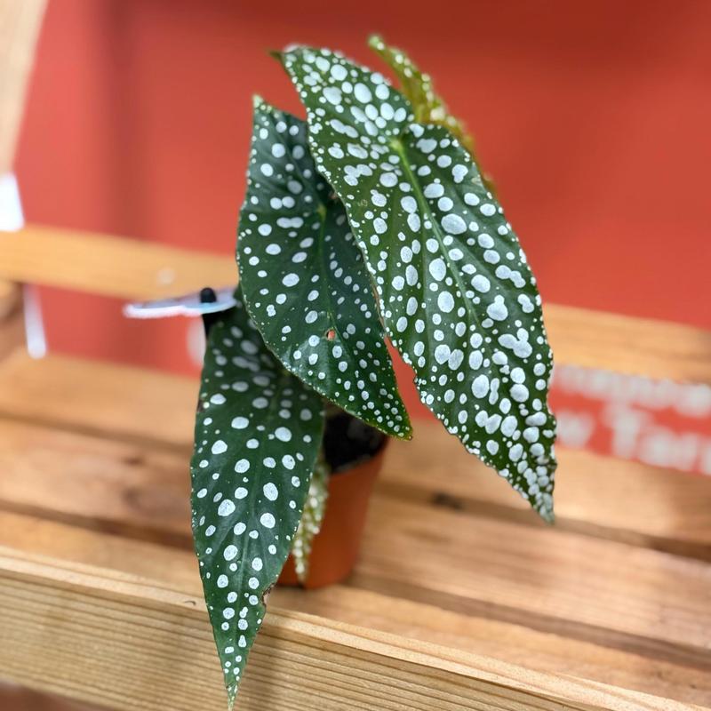 Pielęgnacja begonii zimą