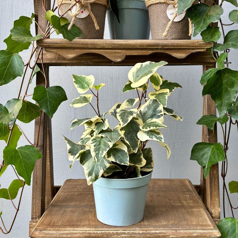 Pielęgnacja bluszczu kanaryjskiego