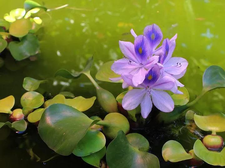 Pielęgnacja hiacyntów wodnych