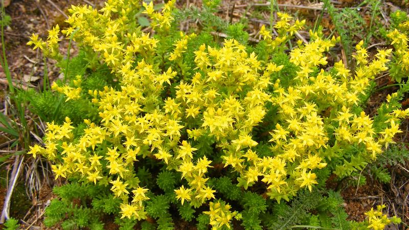 Pielęgnacja i uprawa rozchodnika ostrego