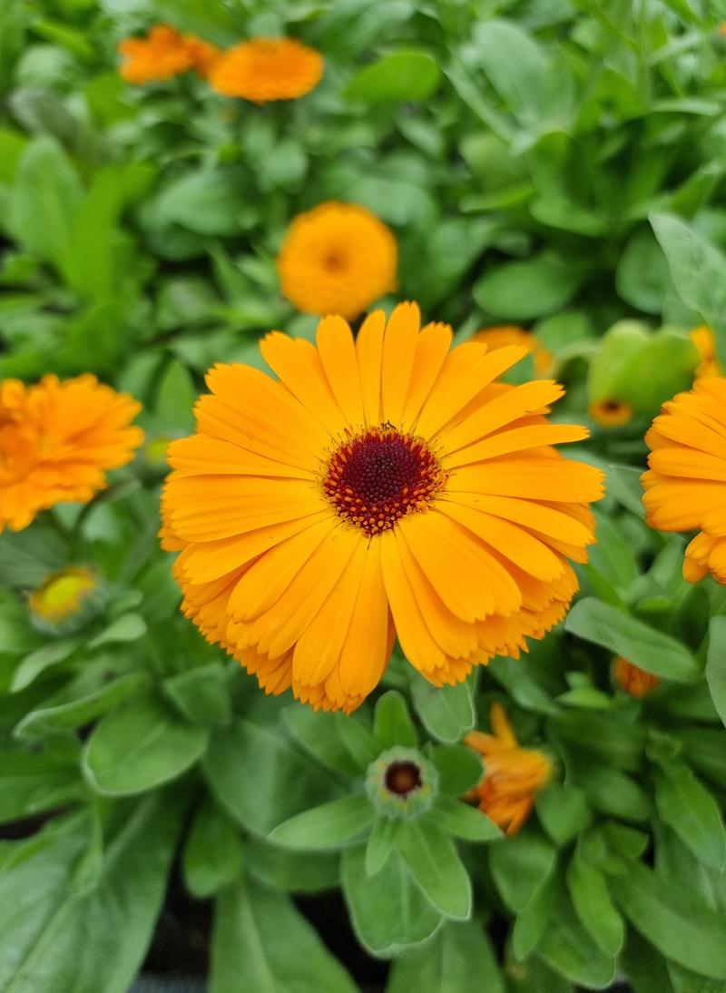 Pielęgnacja nagietka