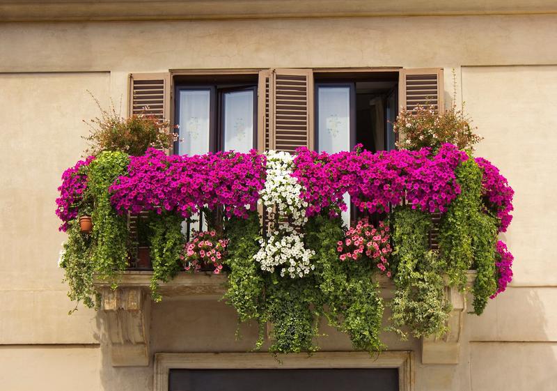 Pielęgnacja roślin balkonowych