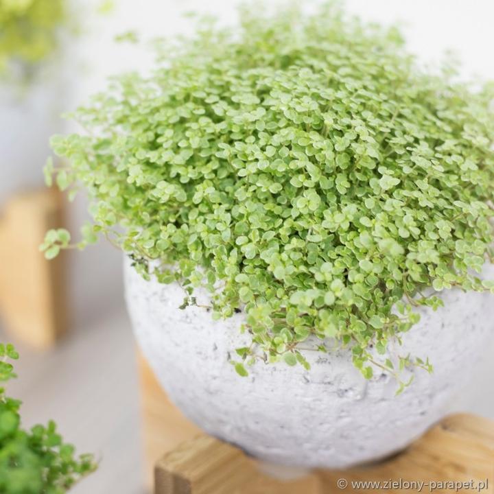 Pielęgnacja soleirolia w domu