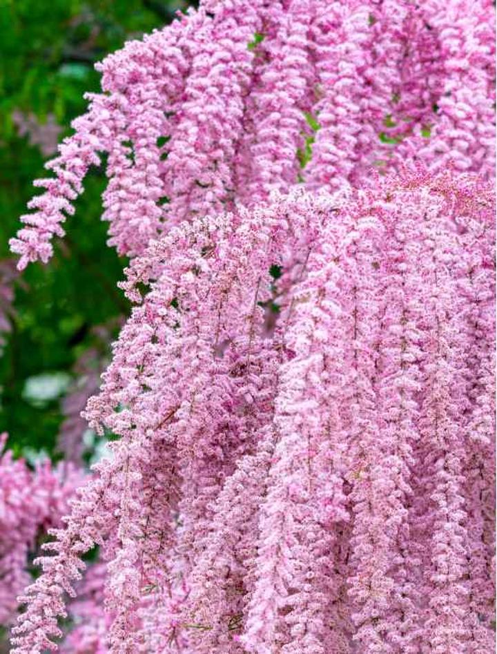 Pielęgnacja tamaryszka